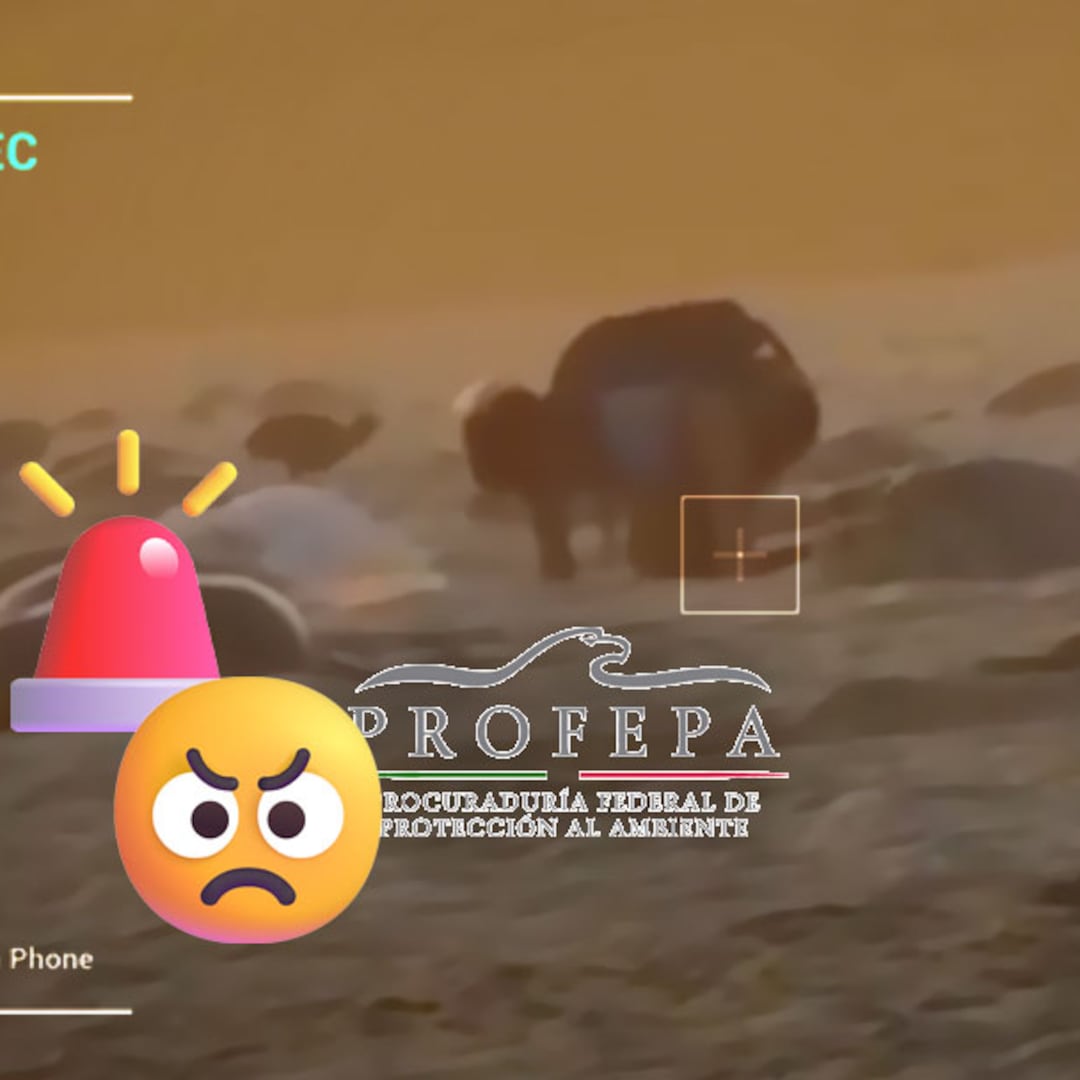 Profepa investiga saqueo de nidos de tortuga en Playa Escobilla