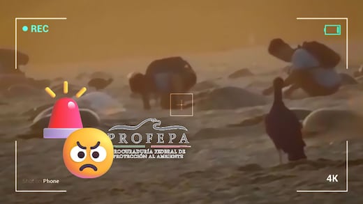 Profepa investiga saqueo de nidos de tortuga en Playa Escobilla