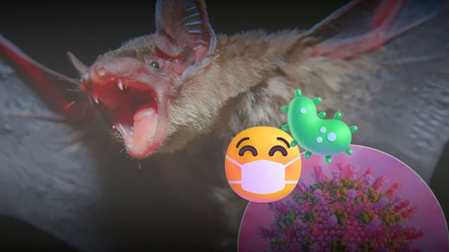 Virus Nipah en India: qué se sabe del brote bajo vigilancia de la OMS