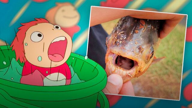 Un niño se encontró en Estados Unidos un pez con dientes como Ponyo