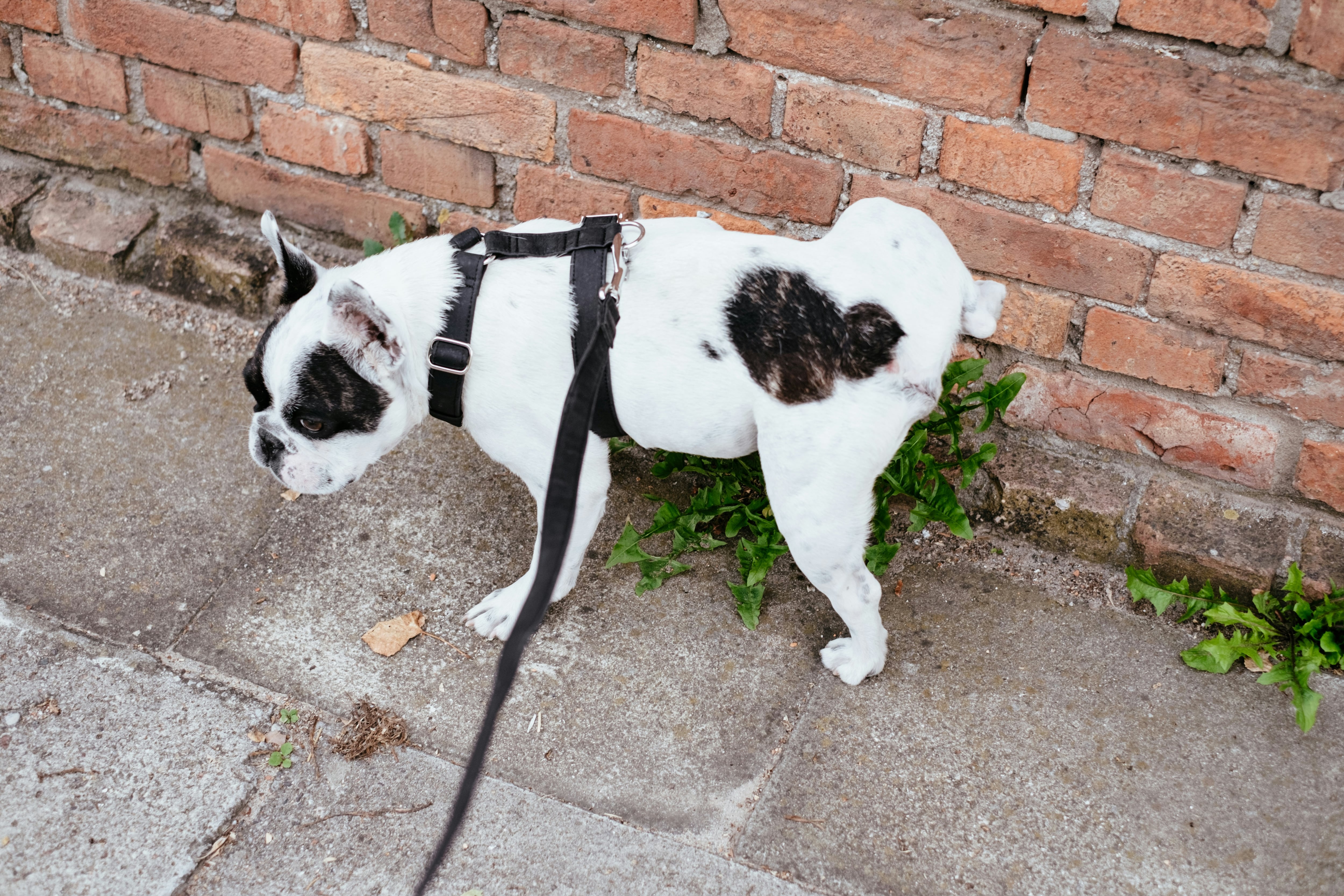 Perro