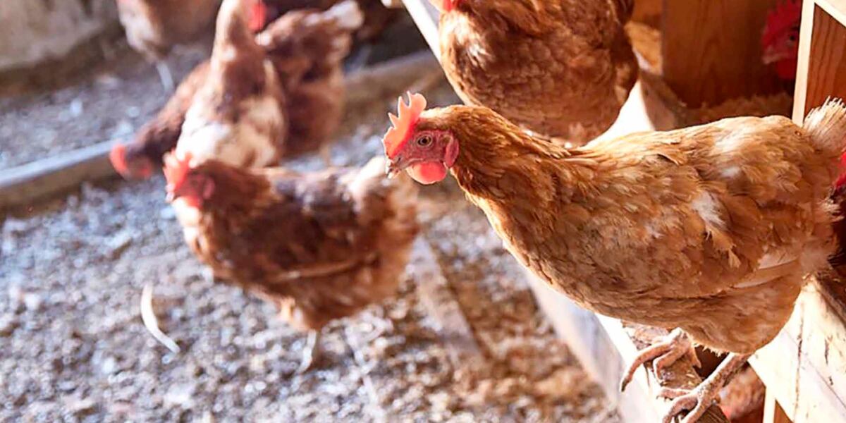 Detectan variante de la gripe H5N1 en una granja en Nuevo León
