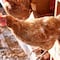 México reporta brote de gripe H5N1 en un granja de Cajeme, Sonora