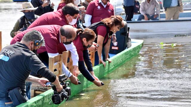 Alcaldes de Morena liberan ajolotes en Xochimilco