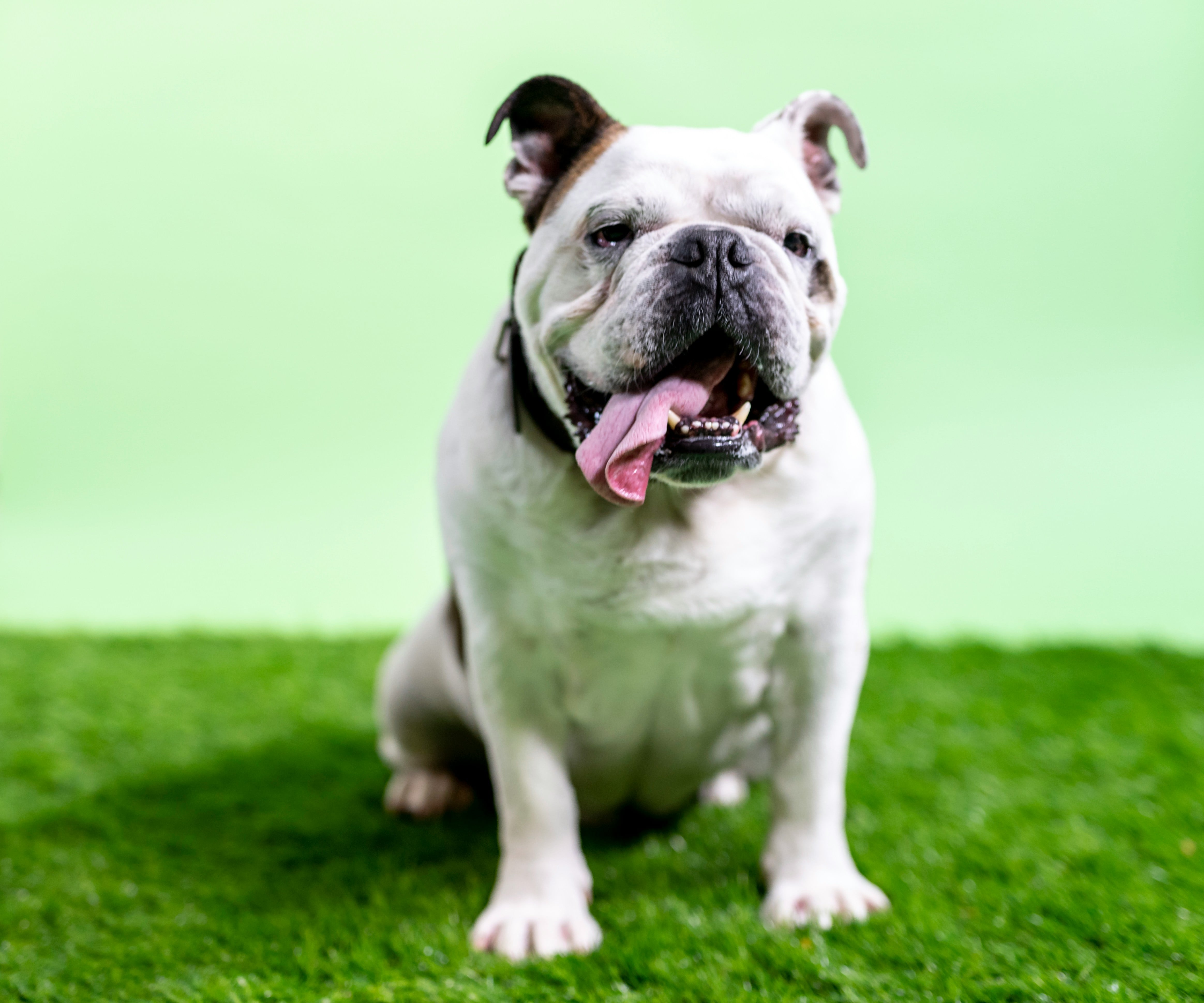 Cuidado y alimentación de un bulldog como Rubble de Paw Patrol