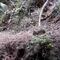 Un conejo que se creía extinto desde hace 120 años reapareció en México