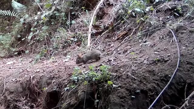 El conejo de Omiltemi reaparece en México; se creía extinta desde hace 120 años