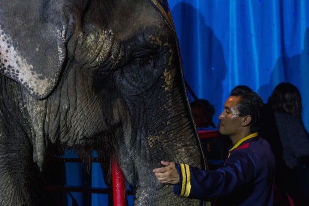 La última función del Circo Atayde Hermanos con animales