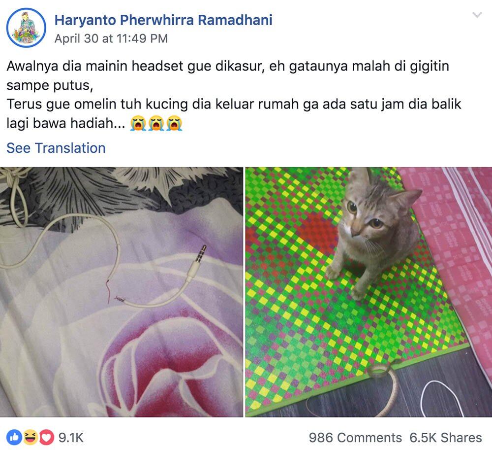 Gato arrepentido vuelve con una serpiente.