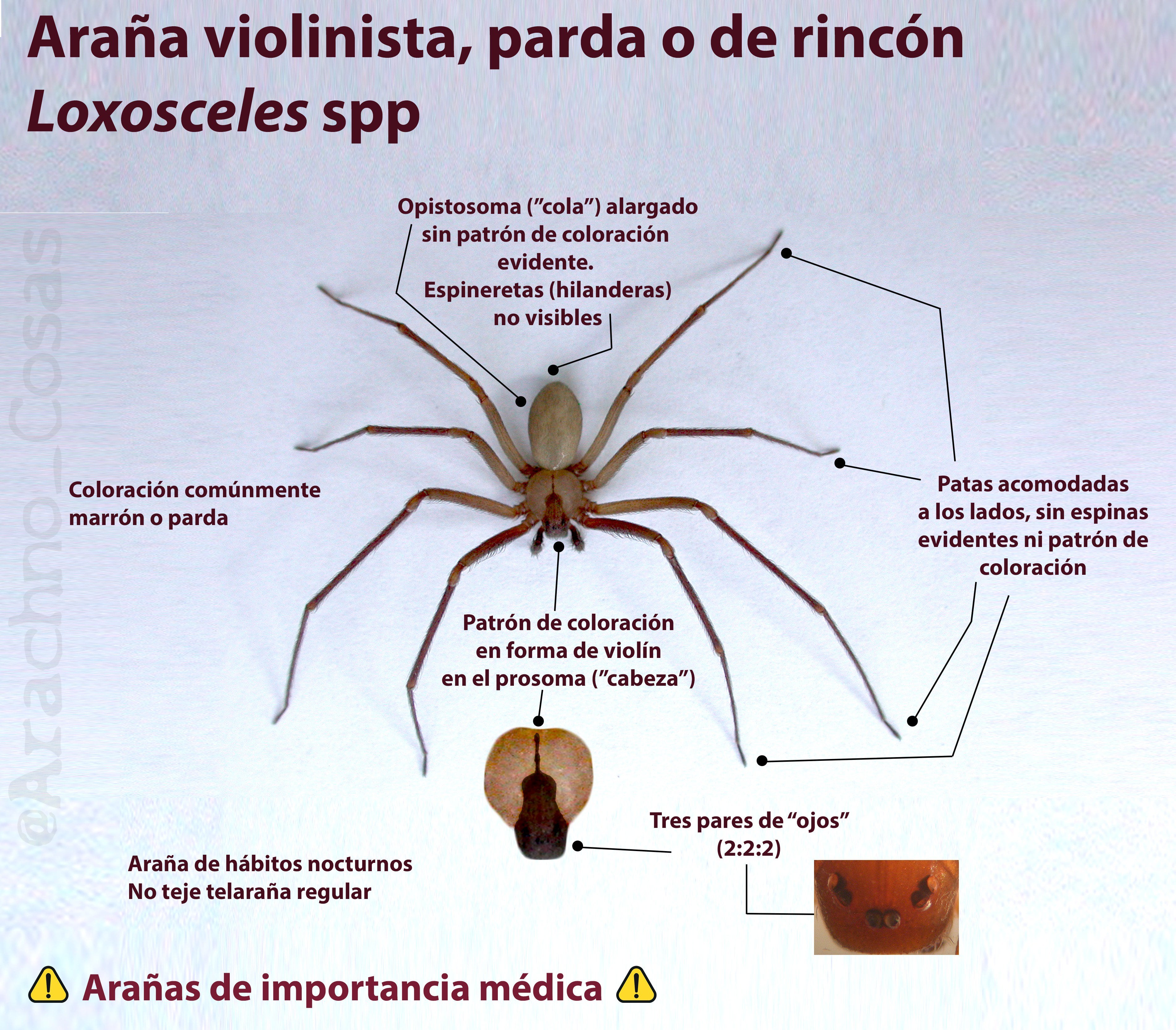 Araña violinista