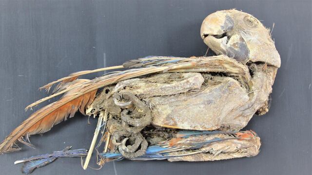Loro momificado