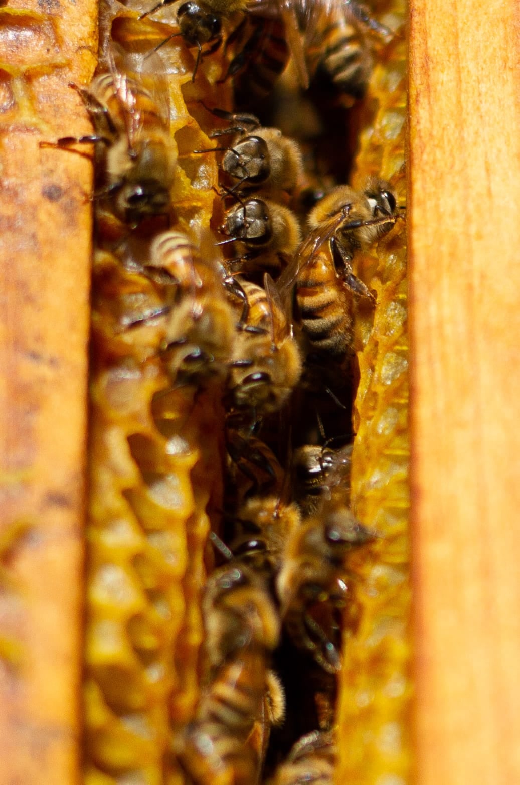 Sedema crea acciones para preservar las abejas