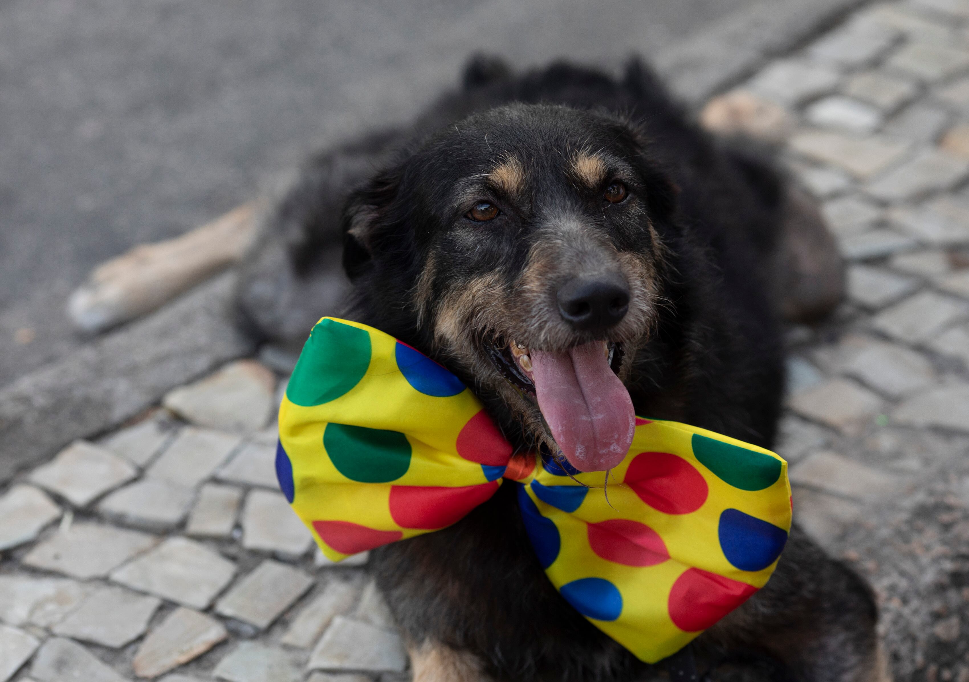 Perro disfrazado Río de Janeiro