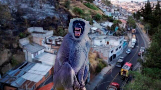 Sri Lanka se queda sin electricidad a nivel nacional por culpa de un mono.