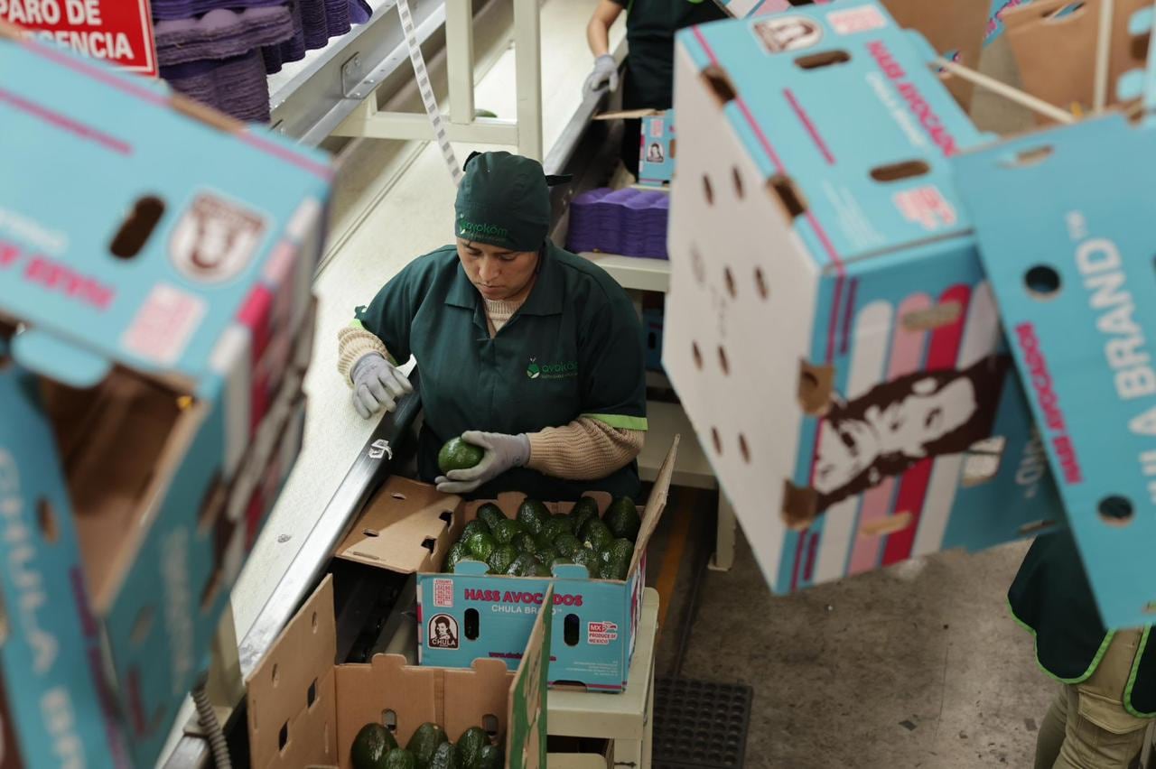 Aguacate michoacano conquista el Super Bowl LX con exportación récord a EU