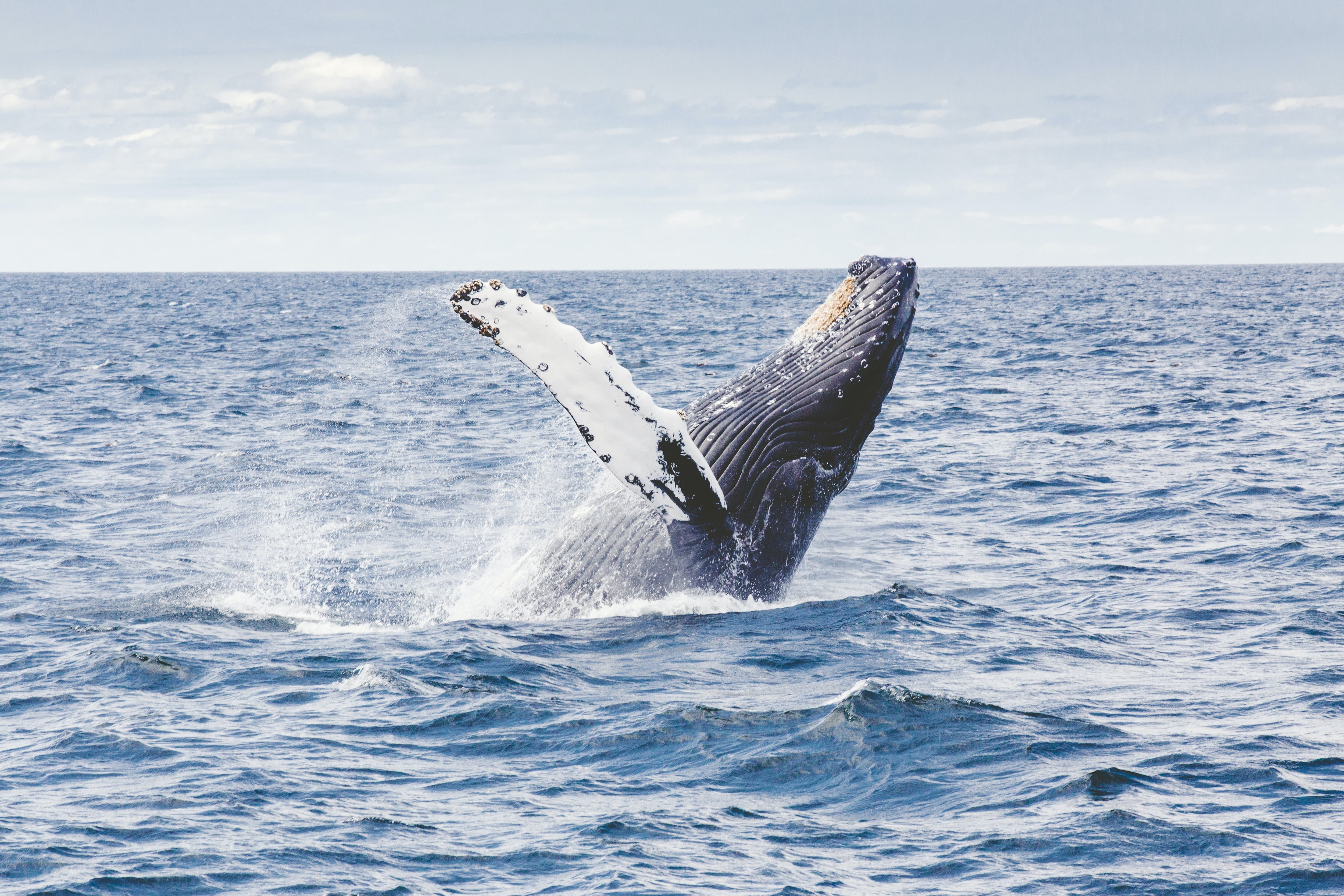ballena azul