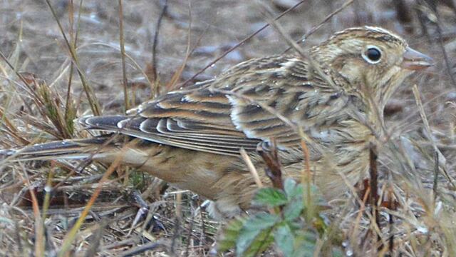 Escribano de Smith o Calcarius pictus.