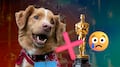 Indy, el perro de Good Boy, “reclama” no poder participar en los Oscar 2026