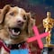Indy, el perro de Good Boy, “reclama” no poder participar en los Oscar 2026