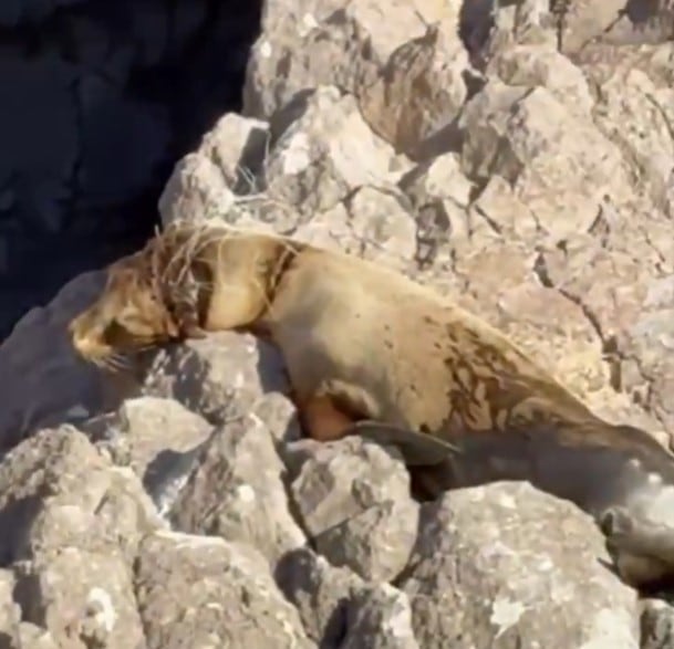 Lobo marino atrapado en el puerto de San Carlos, Sonora