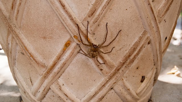 Araña. Imagen ilustrativa