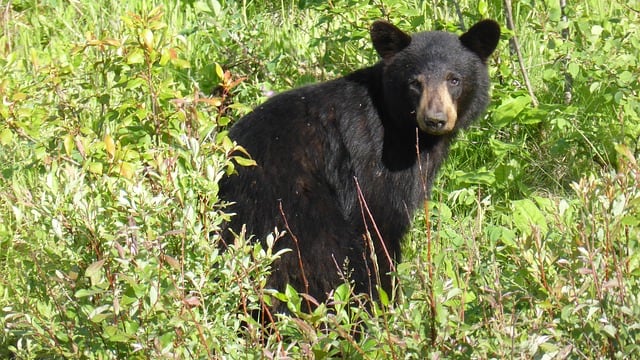 Oso