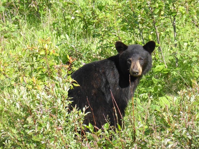 Oso