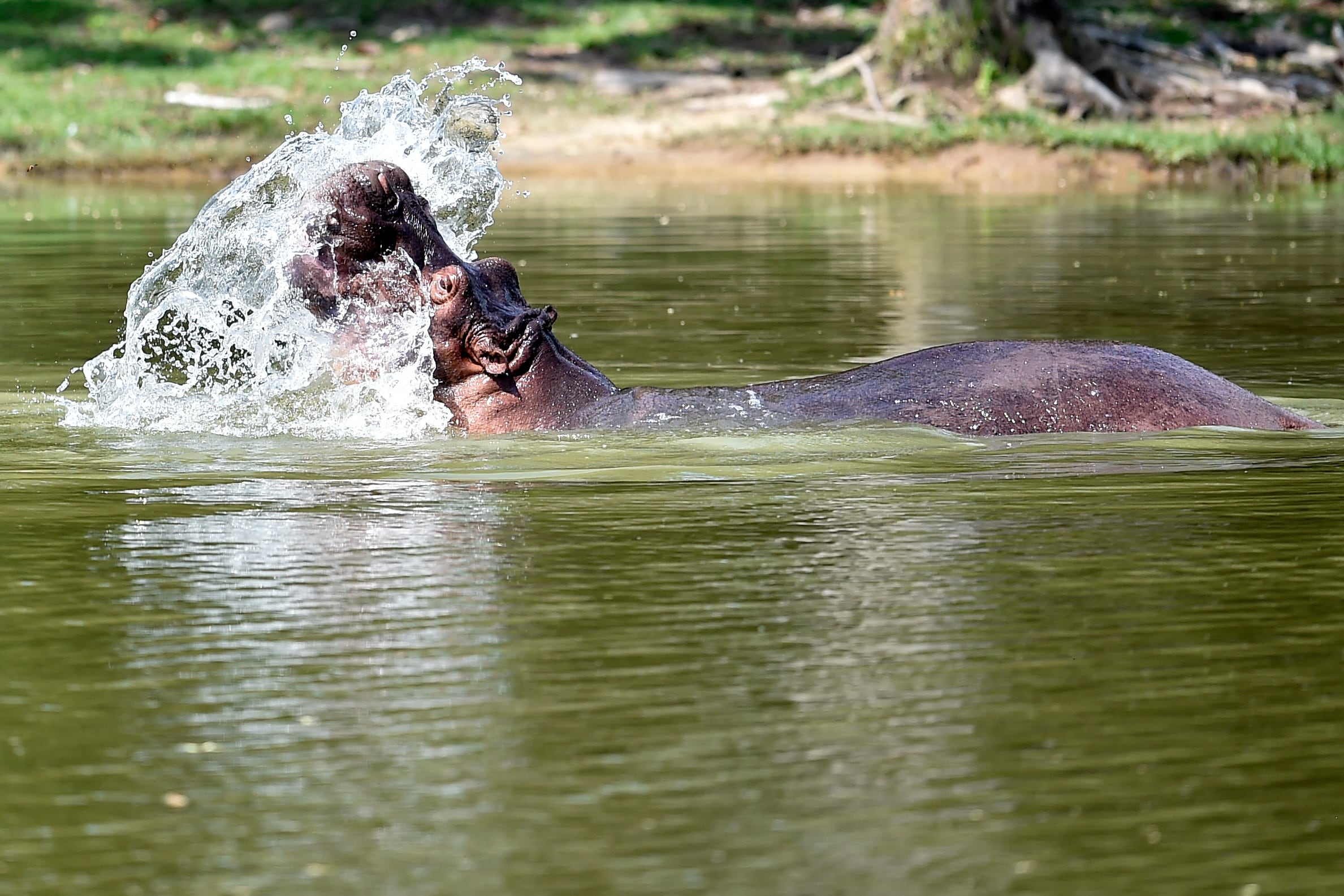 Hipopótamos de Pablo Escobar son reconocidos como ‘personas jurídicas’