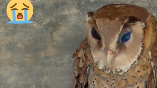 Búho.