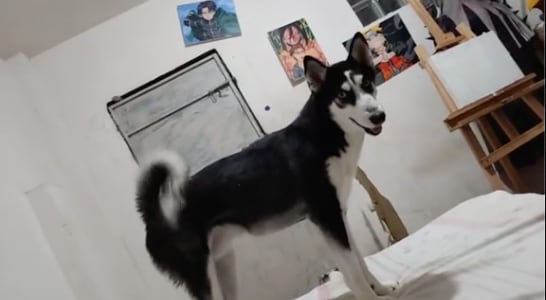 Perro