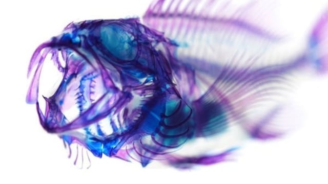 La científica Iori Tomita desarolló una técnica química para hacer a los animales transparentes.