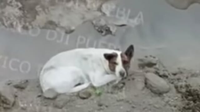 Perrito en socavón de Puebla
