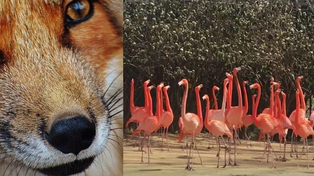 Un zorro mató a 26 animales en zoológico de Washington.