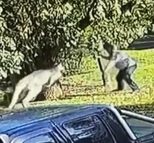 Hombre pelea a golpes con canguro