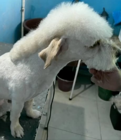 Corte de Peso Pluma llegó a los perritos