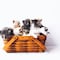 Día Internacional del Gato: Cuáles son las tres fechas en que se celebra y por qué