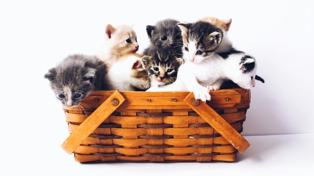 ¿Por qué se celebra tres días el Día Internacional del Gato?