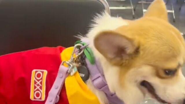 Perrito cajero del Oxxo