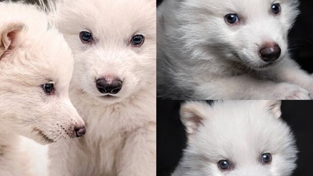 Lobo Terrible. X/@_LosTitulares