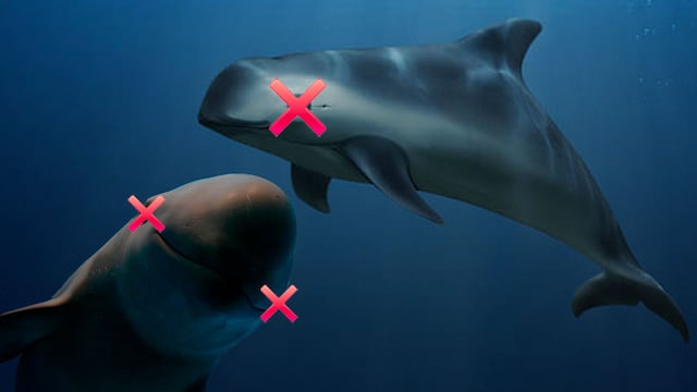 México tendrá que rendir cuentas: no protegió a la vaquita marina