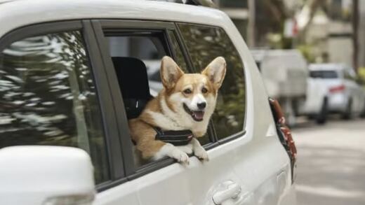 Uber Pet cumplió un año en México y lo celebró con donación a refugios