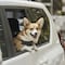 Uber Pet: Como reservar un viaje para tu mascota paso a paso