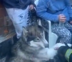 Rescatan perrito en explosión en Álvaro Obregón