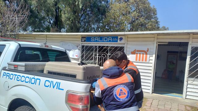 Denuncian maltrato animal contra perro arrollado en Línea 12 del Metro CDMX