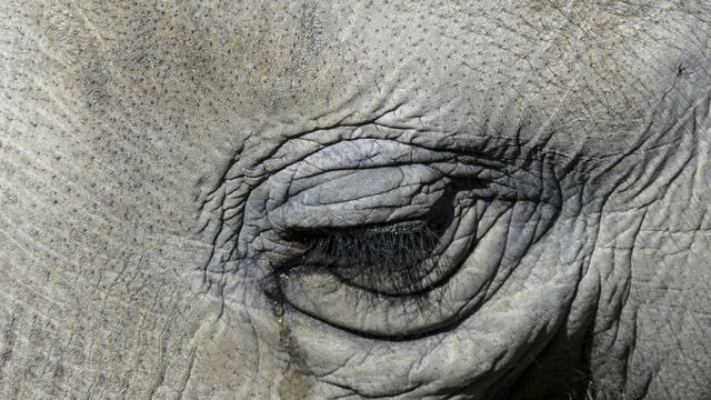 Una elefanta africana que fue del Circo Atayde vide una vida miserable, según especialistas