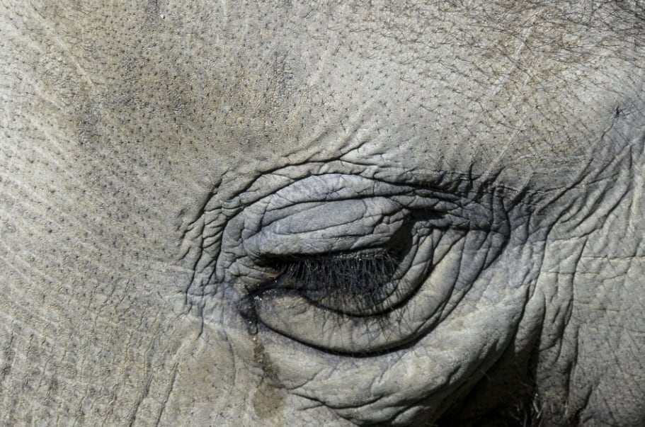 Elefante