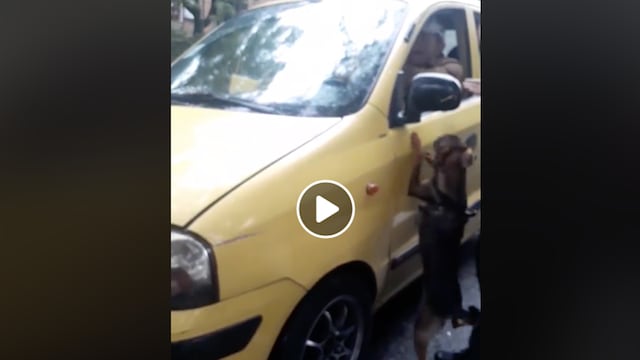 Perro.