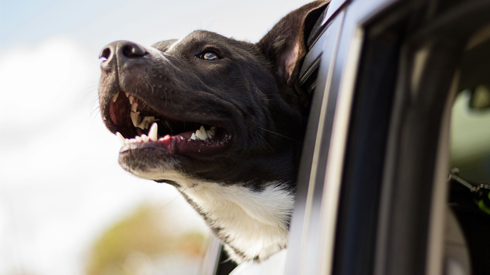 Cómo mantener seguras a las mascotas en el coche