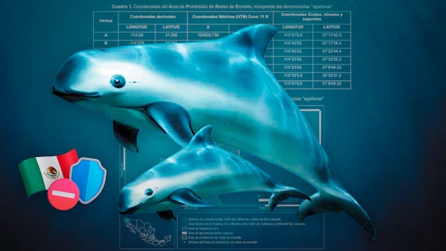 México reduce 86% el área de protección de la vaquita marina en el Alto Golfo de California