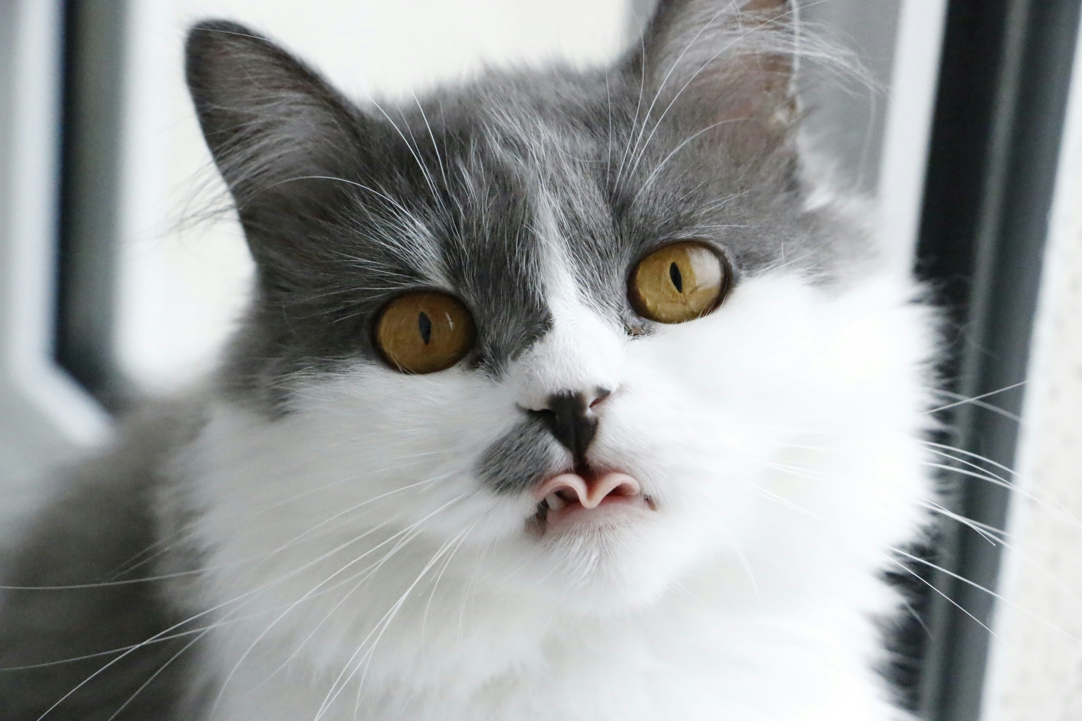 Este 8 de agosto es el Día Internacional del Gato